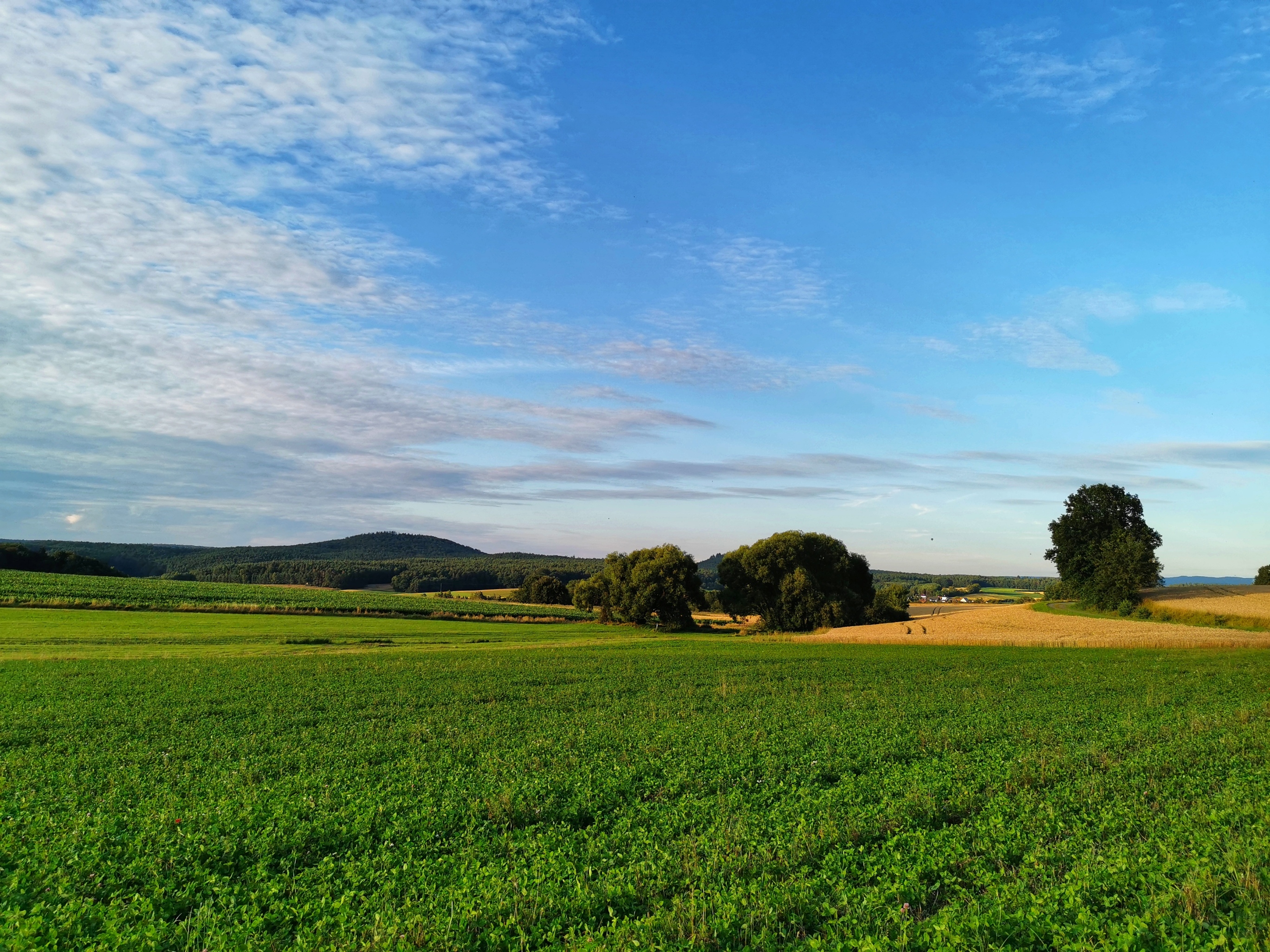 Flur Lauter Sommer.jpeg
